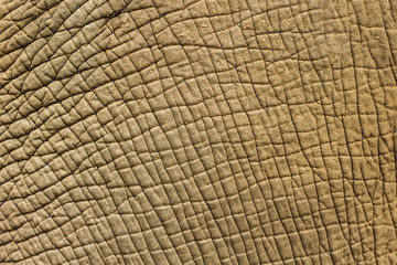Elephant skin texture background