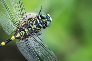 植物に停まって休むトンボ