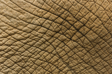Fototapeta premium Image of elephant skin background.