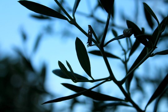 Feuilles d'olivier 
