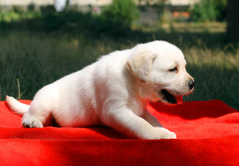 a nice labrador puppy on a red background