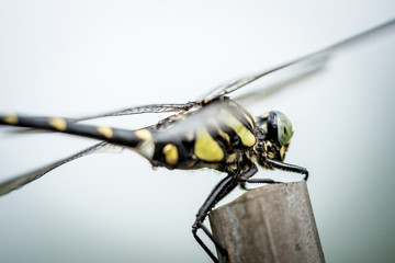 植物に停まって休むトンボ