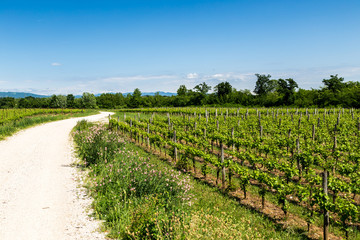 Fototapeta na wymiar grapevine field in the italian countryside