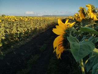 Sunflowers horizont