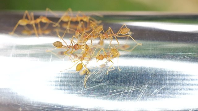 weaver ants are sharing the food on the iron bar