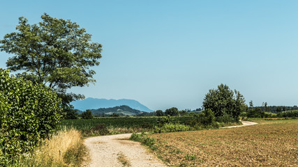 road through the fields