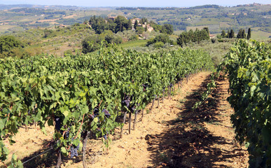 Fototapeta na wymiar row of vines with grapes in the countryside in late summer
