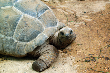 Aldabra Giant Tortoise of the Seychelles