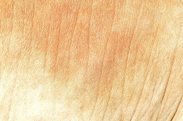 Leather cow background