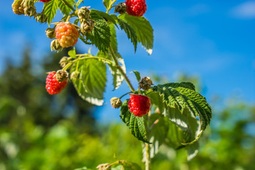 Raspberries on a summer day