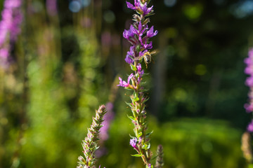 Lythrum salicaria with flying bee