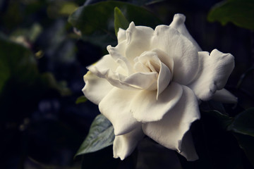 Gardenia