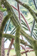 tree with sharpened branches