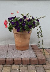 Blumenkübel auf gepflastertem Hof