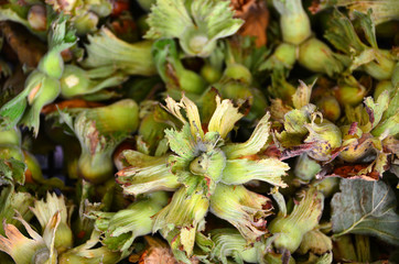 Obraz premium Raw and fresh hazelnuts on grocery shelf.