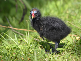 Chick of Eurasian Common Moorhen