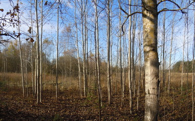 Fototapeta premium Panoramic autumn landscape with tree trunks