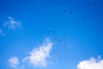 Sky background. Sky,clouds and birds background.