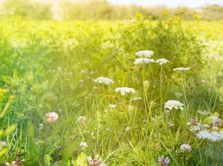 sommerwiese, blumenwiese mit schafgarbe und kräutern © goldpix