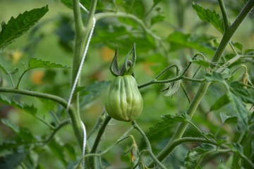Tomato plant