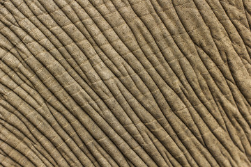 Elephant skin texture background