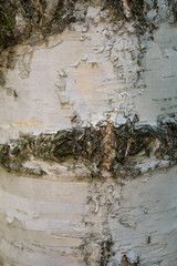 Текстура дерева, берёза