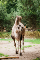 Fototapeta premium Camel