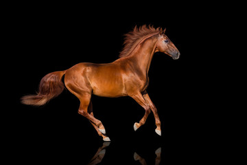 Handsome red horse run gallop on black background