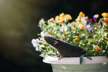 brown  domestic rat