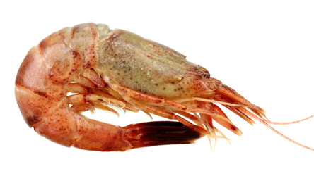 Close up of fresh boiled tiger shrimp isolated on white backgrou