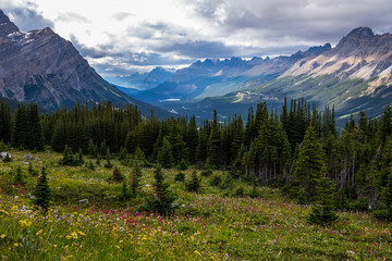 Wildflowers in a Meadow Overlooking Peyto Valley