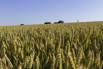 cornfield in Brittany