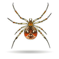 Spider isolated on white background