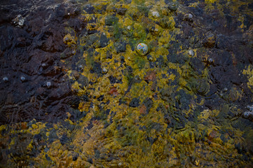 Purple and yellow bottom of the sea in shallow water