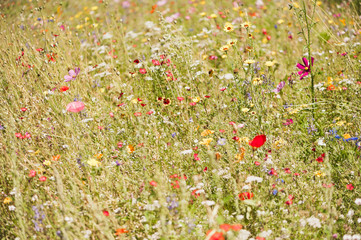 Eine bunte Blumenwiese im Sommer