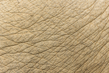 Image of elephant skin background