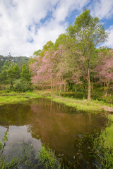 Cherry blossom water reflection