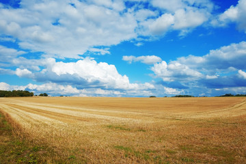 Champ de blé coupé et ciel bleu nuageux - obrazy, fototapety, plakaty