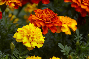 Marigold flowers.