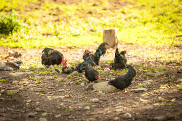 Impressionen Raritätentiergarten Tirol