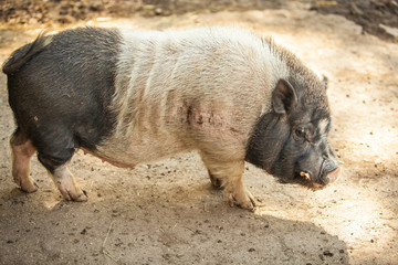 Impressionen Raritätentiergarten Tirol