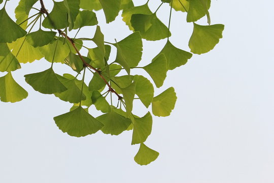 Ginko leave