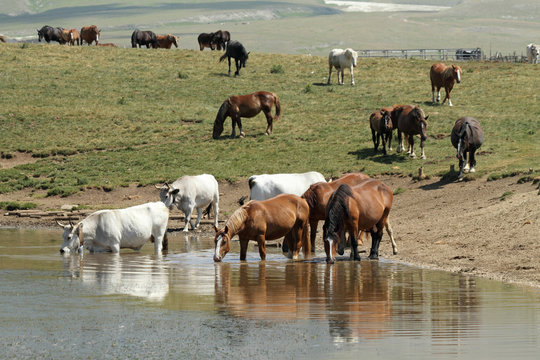 horses and cows at watering place, Campo Imperatore in Abruzzo ,