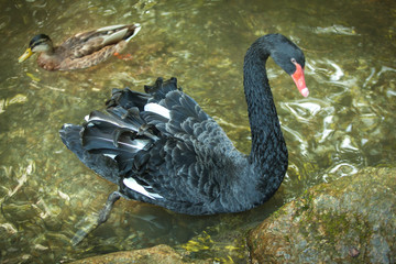 Schwarzer Schwan
