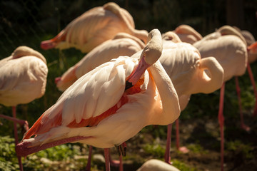 Impressionen Raritätentiergarten Tirol