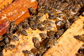 Close up view of the bees swarming on a honeycomb.