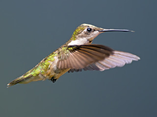 Ruby=throated Hummingbird in flight