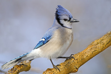 Blue Jay standing on a branch