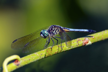 Blue Dasher Dragonfly 
