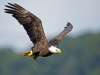Crédence de cuisine en verre imprimé Aigle American Bald Eagle in Flight with Fish